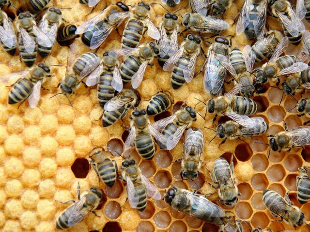 Mangelnder Flei ist ihnen nicht vorzu... weniger Honig in die Waben als sonst.  | Foto: Silvia Faller