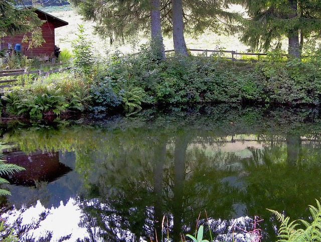 Der Hofweiher soll als Wasserspeicher ... am Skilift Hofeck in Bernau dienen.    | Foto: Ulrike Spiegelhalter