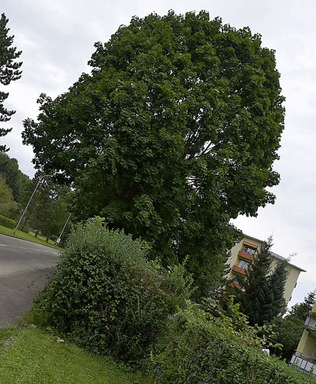 Hier soll die Gabionenwand hin.   | Foto: Archivfoto: Andreas Frey