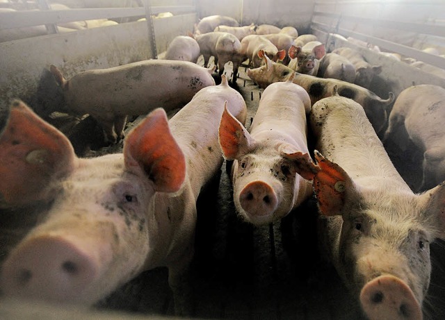 Schwein gehabt? Wenn Tiere artgerechte...tig  mit einem Siegel versehen werden.  | Foto: dpa