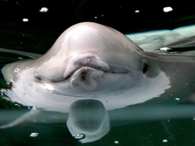 Ein Beluga-Wal konnte seine Stimmlage ...dass es erstaunlich menschlich klang.   | Foto: dpa