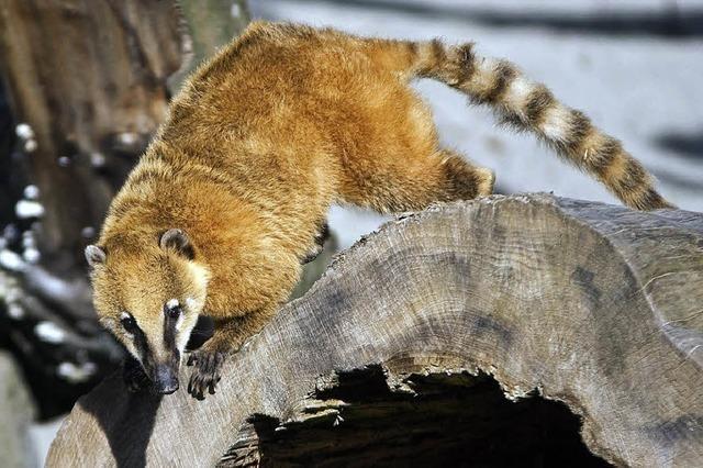 Schwarzwaldzoo schliet schon am 31. Oktober