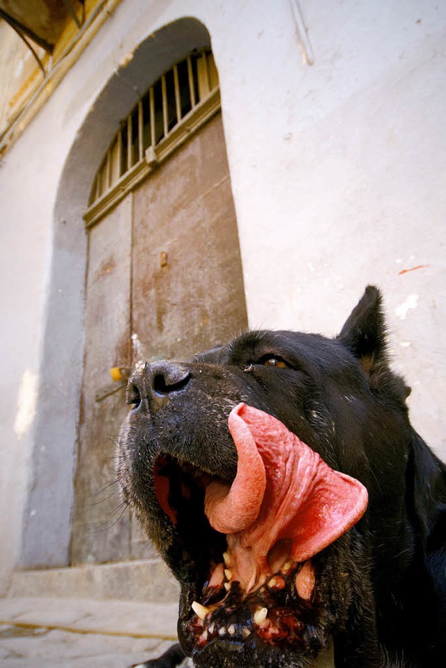 Vorsicht, bissiger Hund: Das sollten sich vor allem Reiseleiter merken.    | Foto: photocase.de/Osawa