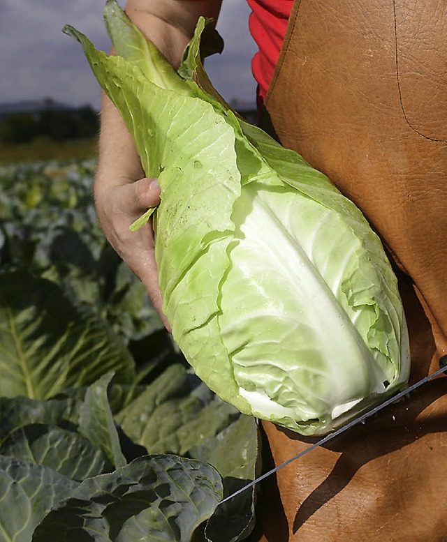 Kohl namens Filderkraut   | Foto: dapd