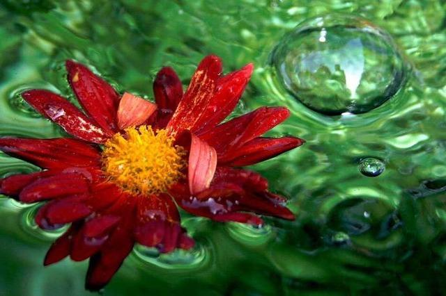 Gesucht: die schönsten Fotos von der Chrysanthema in Lahr