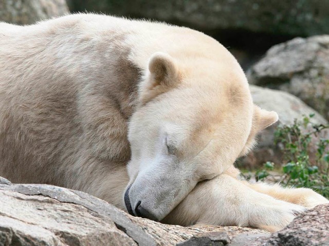 Im Alter von vier Jahren ist Knut plt...nd Besucher trauerten um den Zoo-Star.  | Foto: dpa