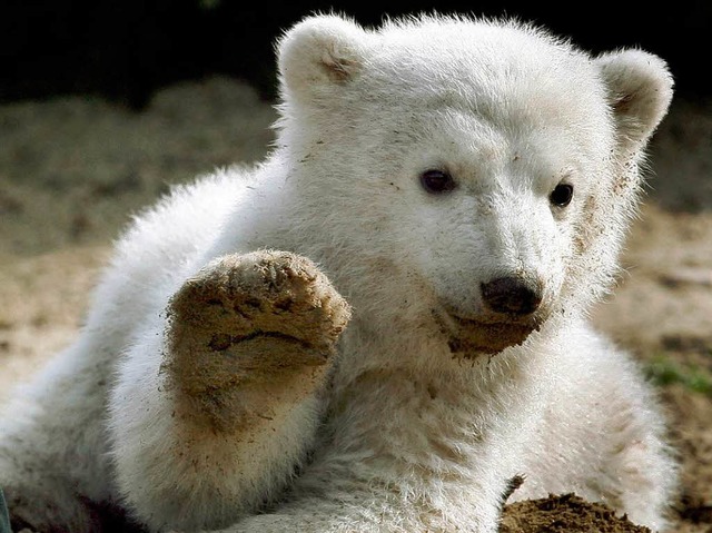 Wei und niedlich. Der Eisbr Knut als Baby im Berliner Zoo.  | Foto: dpa