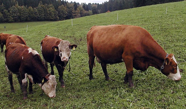 Hhengebiete wie der Hotzenwald sollen...n Bauernverbandsvertreter der Region.   | Foto: WOLFGAG ADAM