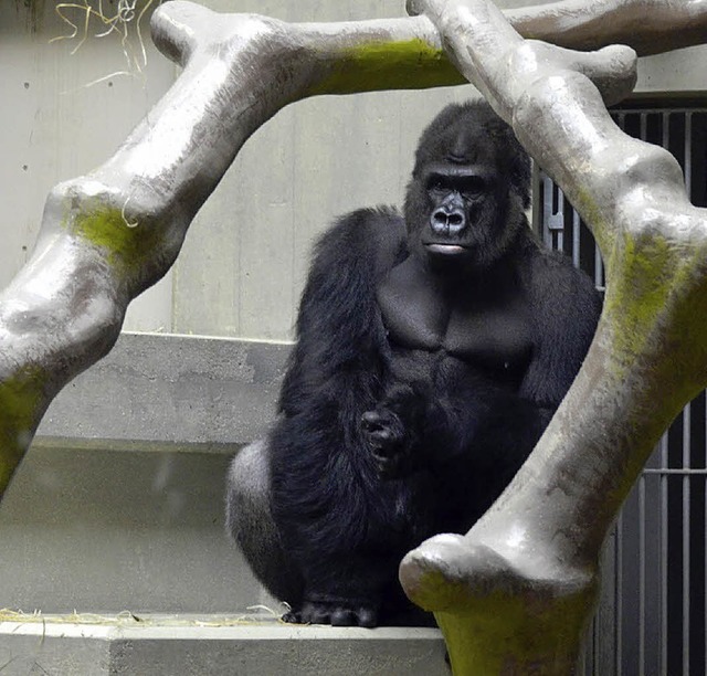 Was der Gorilla Kisoro jetzt wohl denkt?   | Foto: Gina Kutkat