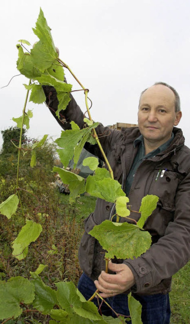 Weinbauberater Egon Zuberer zeigt,  wi...nner als an unbehandelten Bschungen.   | Foto: Silvia Faller