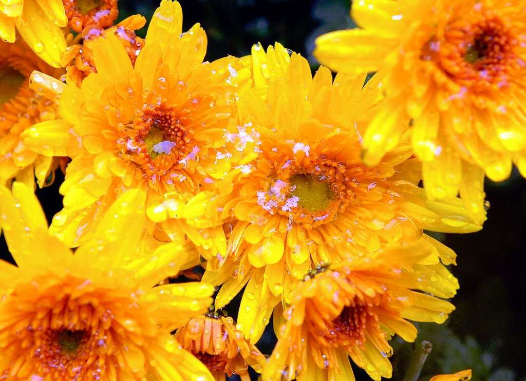 Nchtliche Impressionen von der Chrysanthema