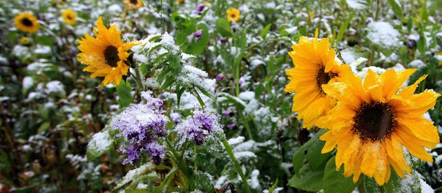 Wintereinbruch schon im Oktober? Dem f...lten diese Sonnenblumen trotzig stand.  | Foto: Wilfried Dieckmann