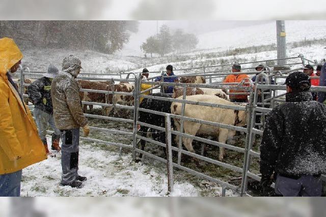 Weideabtrieb im Schneegestber