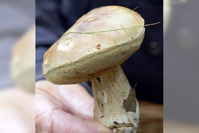 Gezüchtete Pilze bringen übers Jahr gewollte Vielfalt