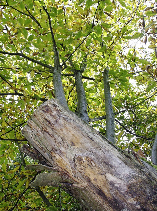 Die drei  jungen Esskastanienbume wac...einer  vom Sturm geschdigten Flche.   | Foto: Silvia Faller