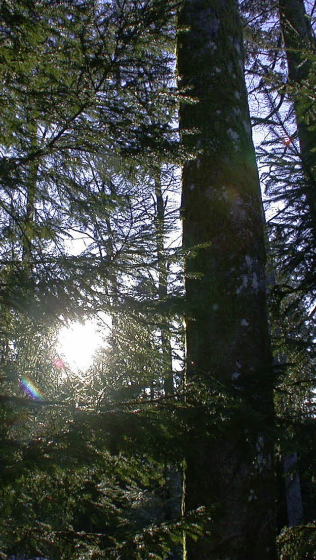 Lichtblick: Der Wald warf im Kleinen W...tal 2011 erfreulich groe Gewinne ab.   | Foto: Hnig