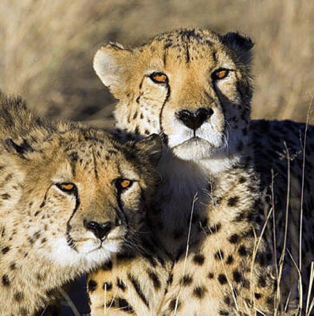Nicht einschlafen: Geparden in Namibia   | Foto: Reiner Harscher