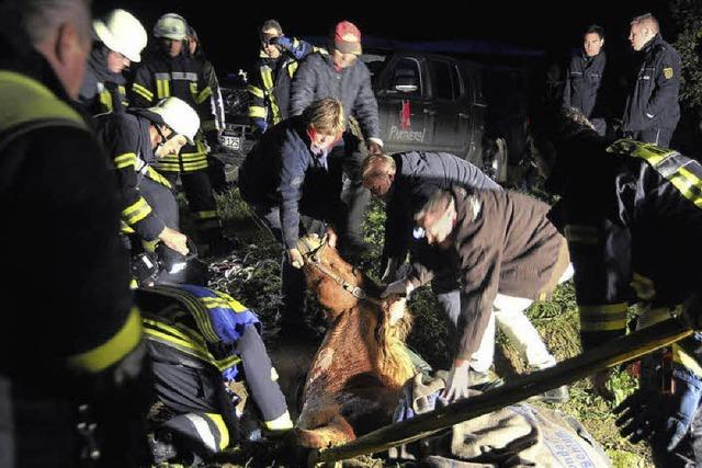 Feuerwehrleute ziehen Pferd aus Entwsserungsgraben