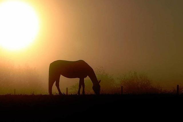 Tierschutzverein sammelt Geld fr Hinweise auf Pferdeschnder