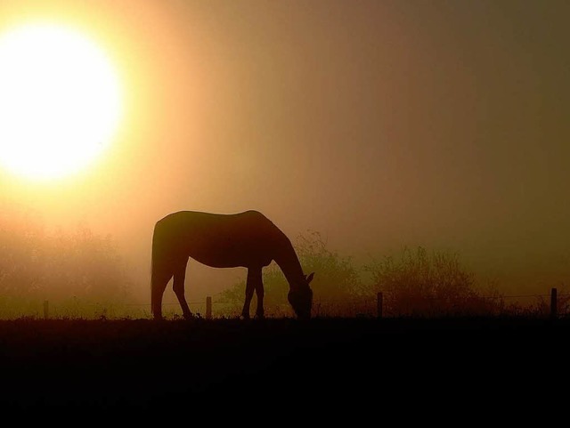 Die Pferdebesitzer in Sdbaden machen sich Sorgen um ihre Tiere.  | Foto: dpa
