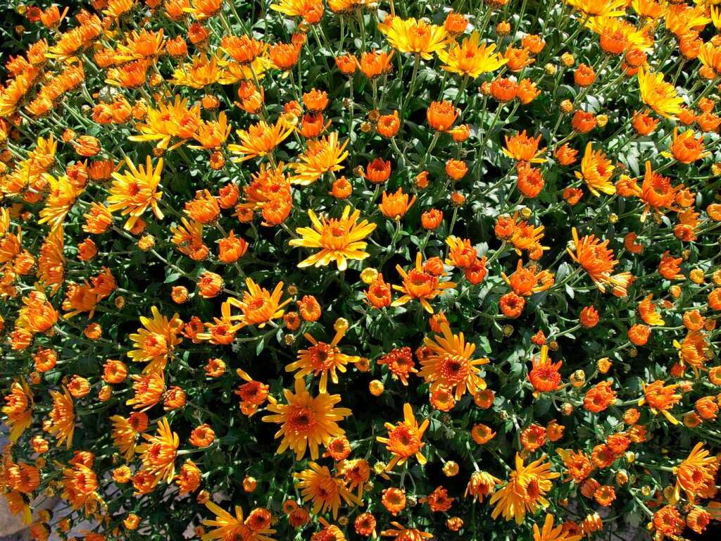 Besucherinnen und Besucher fotografieren die Chrysanthema in Lahr.