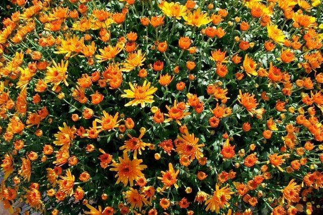 Fotowettbewerb zur Chrysanthema in Lahr