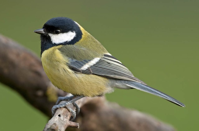 Nach Amsel, Buchfink und Sperling ist ... der hufigste Brutvogel im Sdwesten.  | Foto: ingo Seehafer