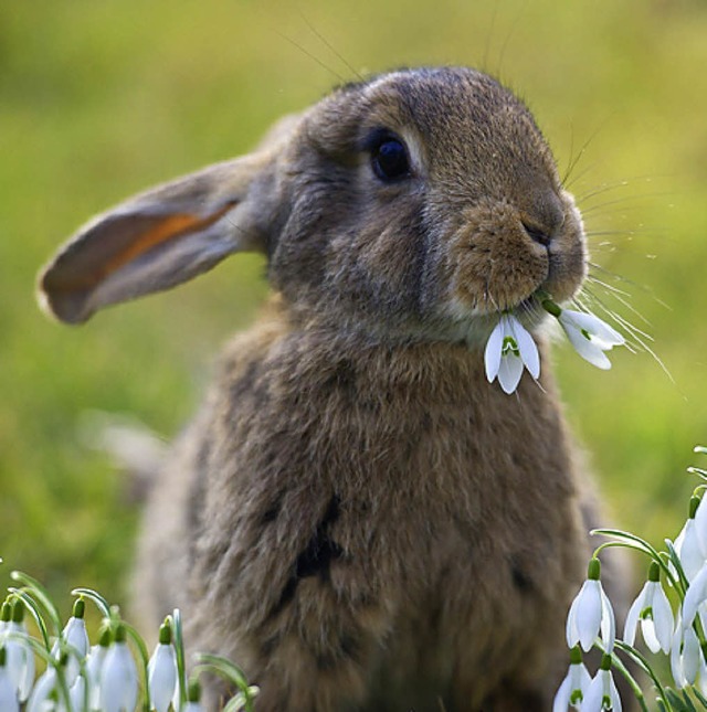 Zum Knuddeln!  | Foto: dpa