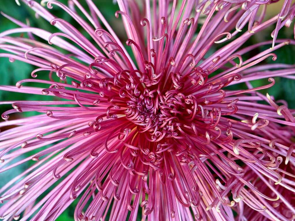 Impressionen von der zweiten Chrysanthema-Woche in Lahr.