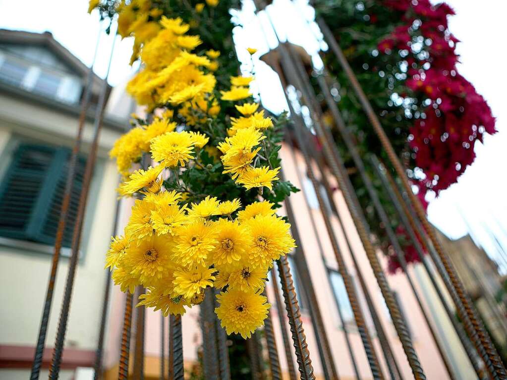Impressionen von der zweiten Chrysanthema-Woche in Lahr.