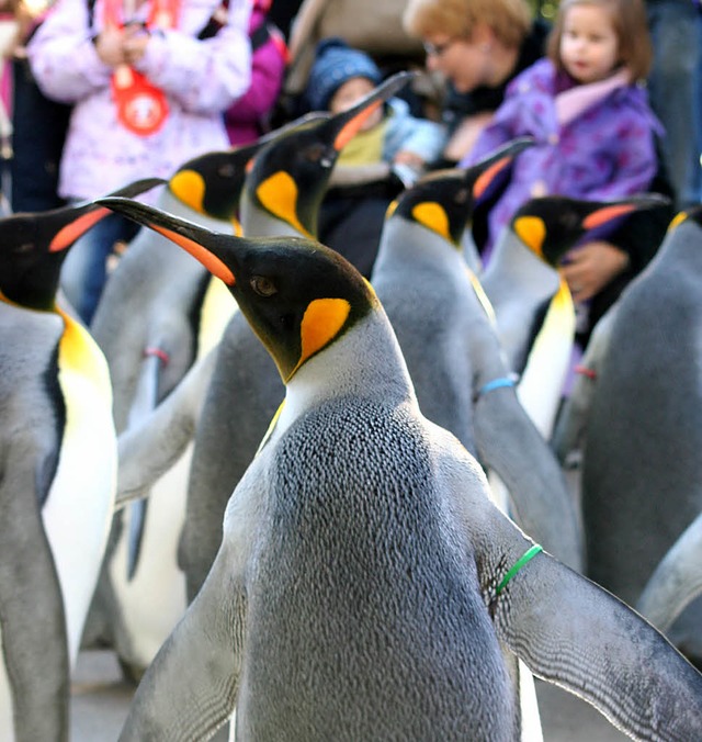Viel Spa hatten die Kinder beim Ausfl...men mit den Pinguinen spazieren gehen.  | Foto: Silvia Eismann