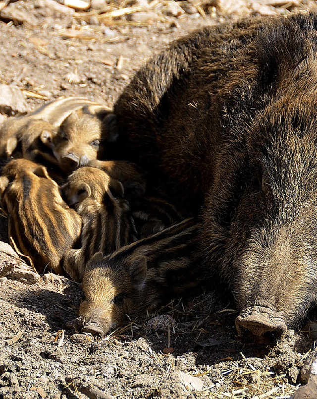 Sauwohl fhlten sich im Sommer die Fri...n Helfer des Frdervereins Wildgehege.  | Foto: Archivfoto: Susanne Filz