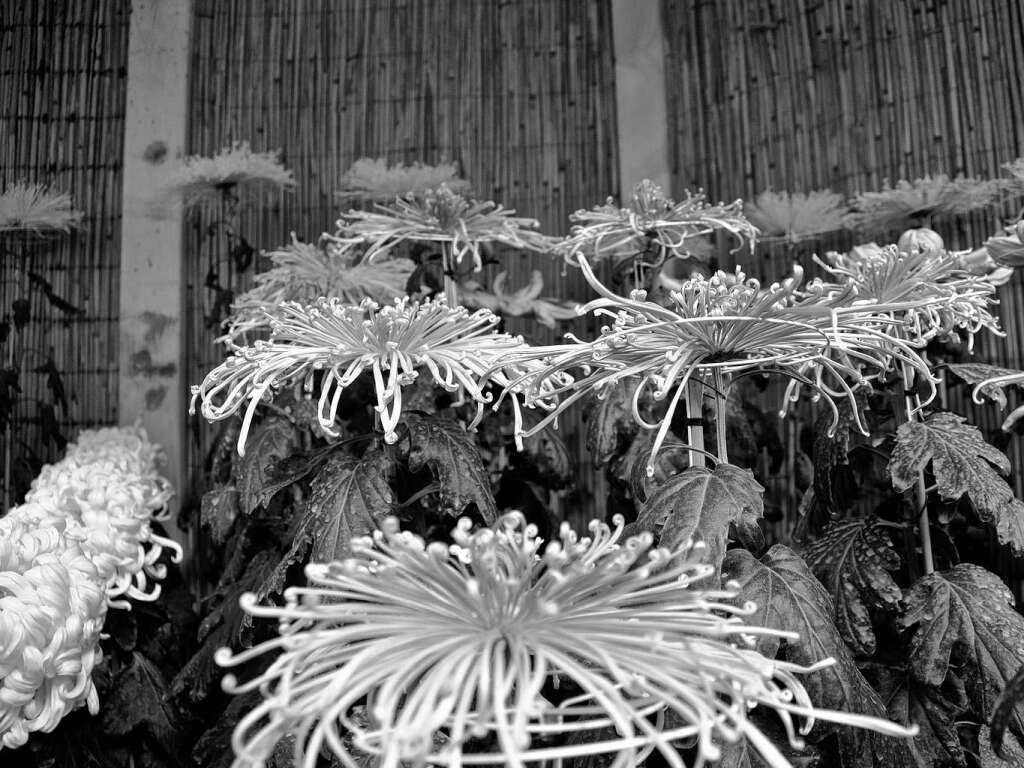 Besucherinnen und Besucher fotografieren die Chrysanthema in Lahr.