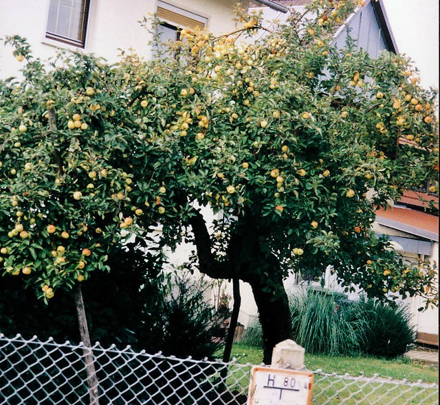 Vor der Ernte: der Dungener Schtzler noch am Baum   | Foto: (2) l. schneider