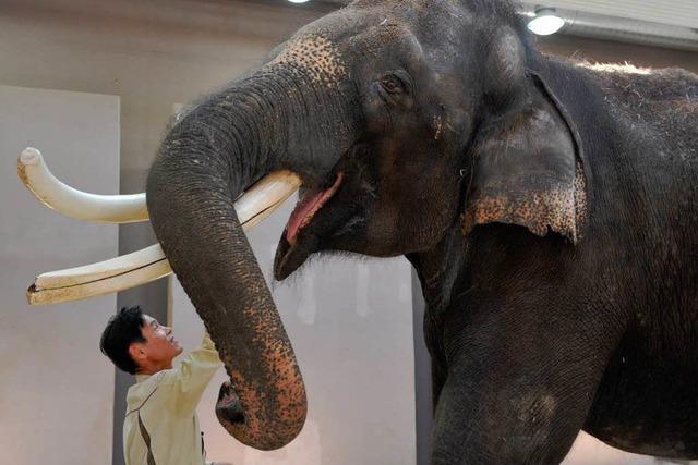 Ein sprechender Elefant – und er heit nicht Benjamin