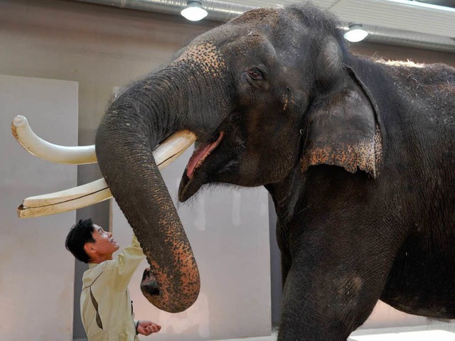 Koshik, der &#8222;sprechende&#8220; Elefant und sein Pfleger Kim Jong Gap.  | Foto: AFP