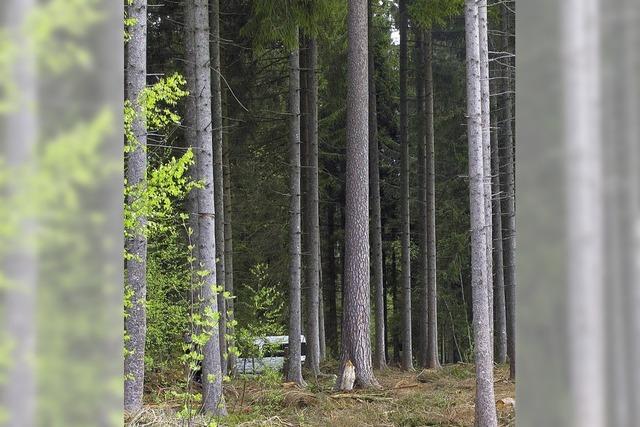 Wer schtzt die Natur im Wald?