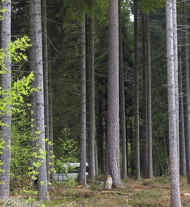 Johannes Enssle referiert in Grafenhausen zum Thema Wald.   | Foto: wd