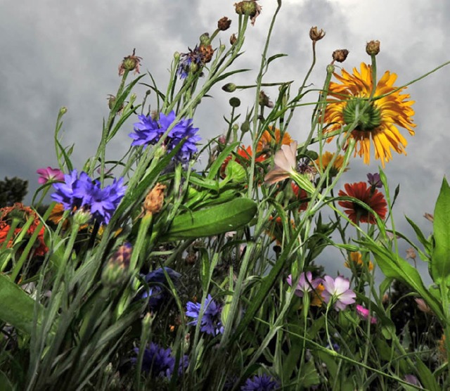 Dunkle Wolken ber Blumenwiese  | Foto: Verwendung weltweit, usage worldwide