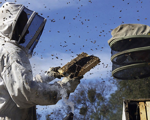 Bedroht: Bienen   | Foto: Senator