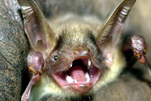 Stuttgarter finden mumifizierte Fledermaus in Flakespackung