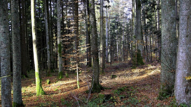 Im Birkendorfer Mischwald knnte ein Naturfriedhof wie in Oberried entstehen.   | Foto: Wilfried Dieckmann