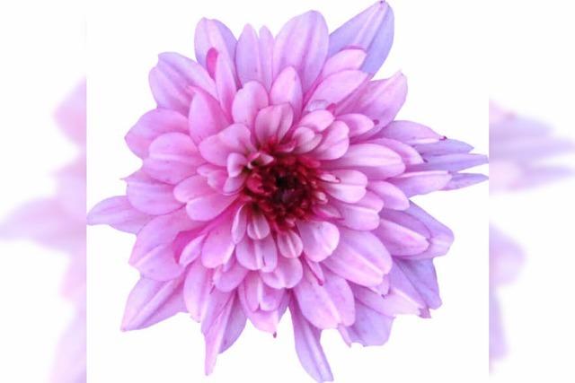 Blumen helfen Menschen