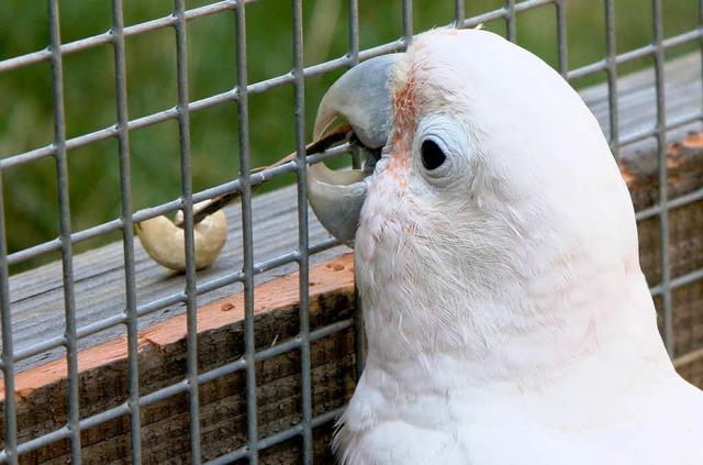 Der kluge Kakadu bastelt sich aus Holz...ug, um an sein Futter heran zu kommen.  | Foto: dapd