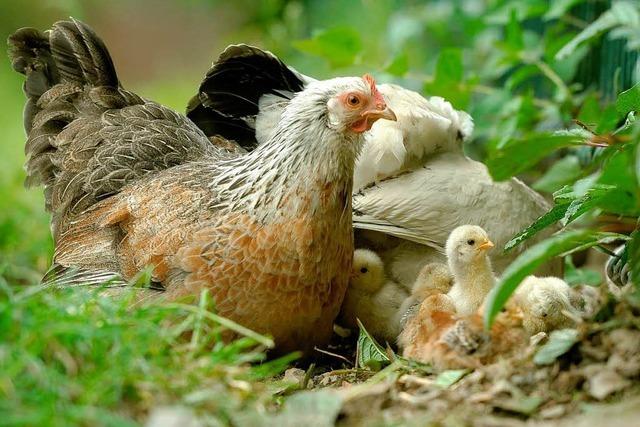 Eier von den eigenen Hhnern