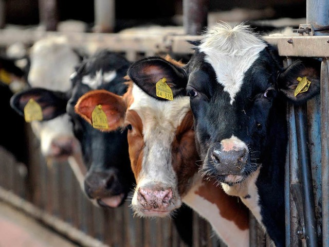 Brauchen ausreichend Platz: Khe in einem Stall.  | Foto: dpa