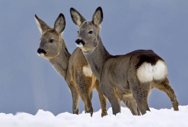 Rehe sind zwar ein Blickfang, in zu gr...ber auch eine Bedrohung fr den Wald.   | Foto: dpa