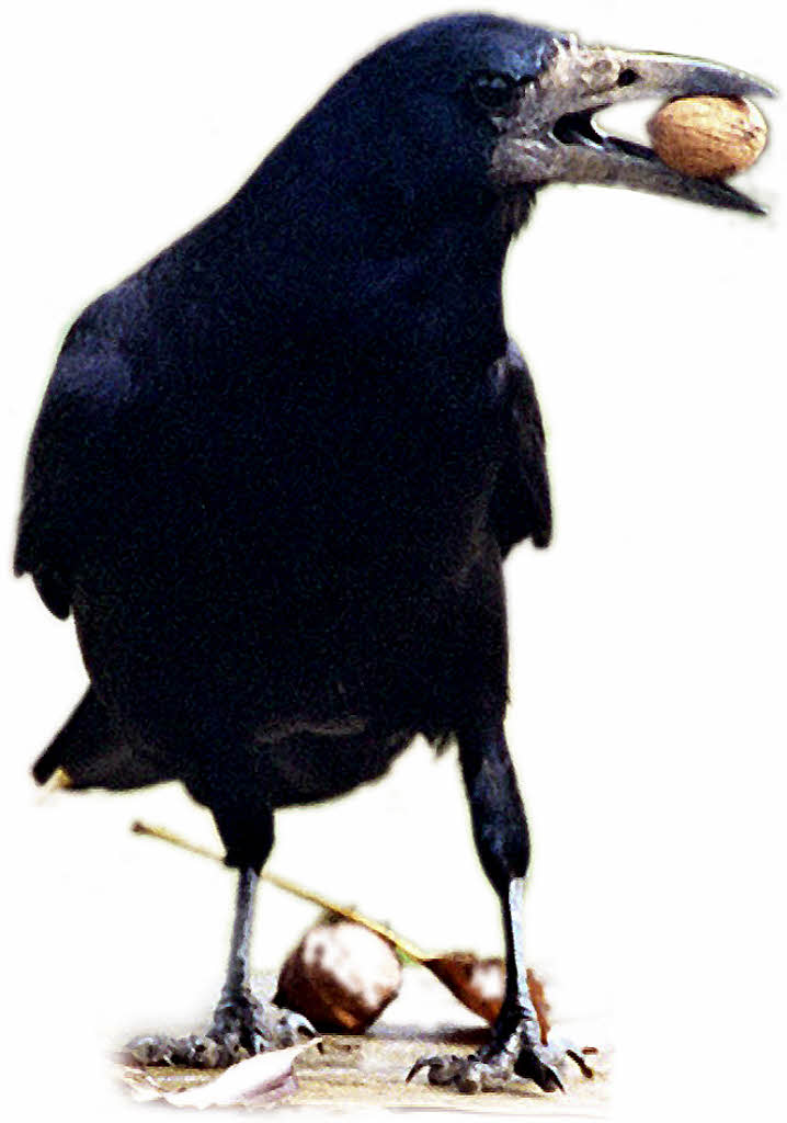 Krähen im Visier Offenburg Badische Zeitung