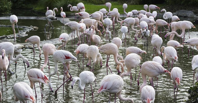 Flamingos nehmen ihre Gefiederfarbe mit dem Futter auf.   | Foto: Zoo Basel