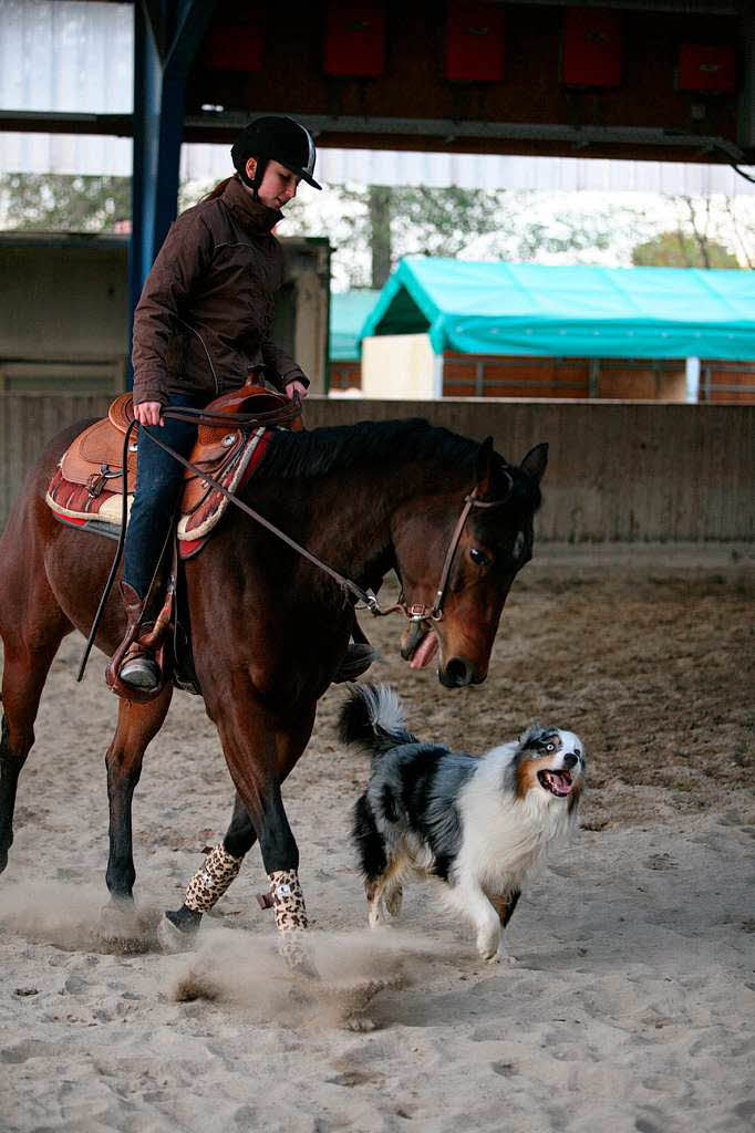Jana (15), Pferd Annie und Hund Cody trainieren normalerweise in Oberschopfheim, im Winter aber in einer Halle in Nussbach bei Oberkirch.